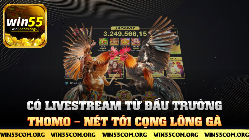 Có livestream từ đấu trường Thomo – nét tới cọng lông gà